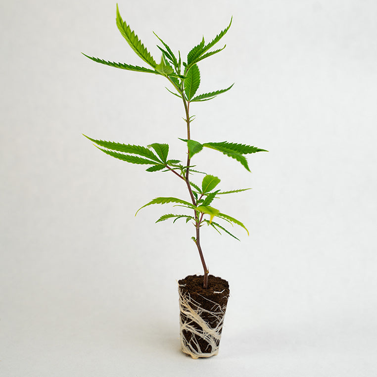 Mrs. Crash - Steckling image 0