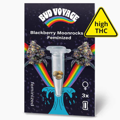 Blackberry Moonrocks - Feminisierte Samen