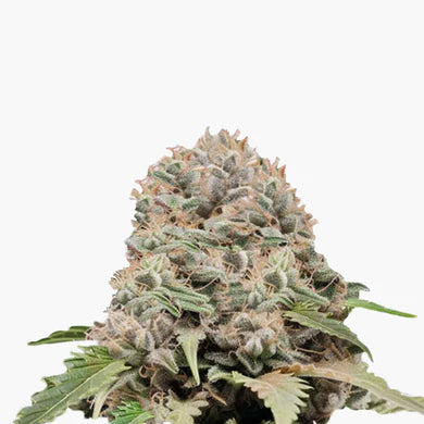 Hellfire OG - Feminisierte Samen