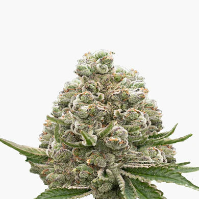 Pineapple Fruz - Feminisierte Samen